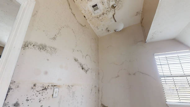 Best Black Mold Removal  in Pocola, OK