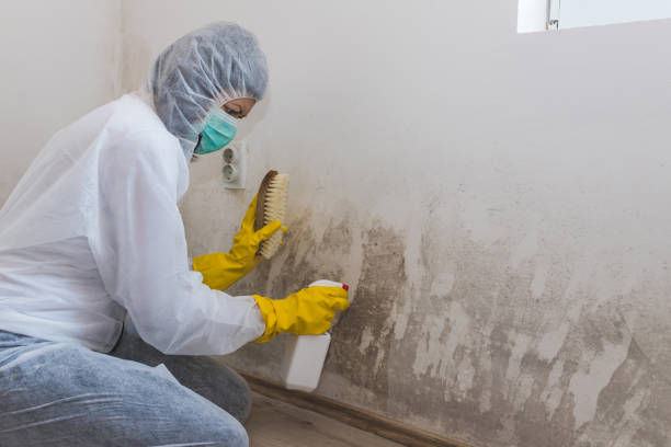 Best Mold Removal for HVAC Installations  in Pocola, OK