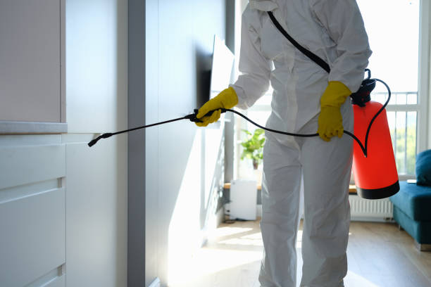 Best Basement Mold Removal  in Pocola, OK