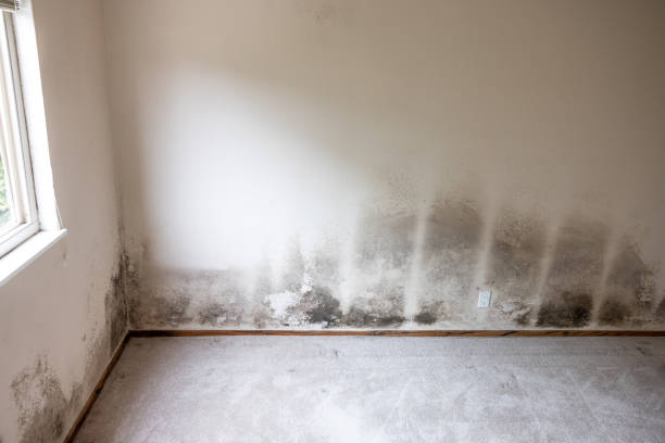 Mold Remediation for Vacation Homes